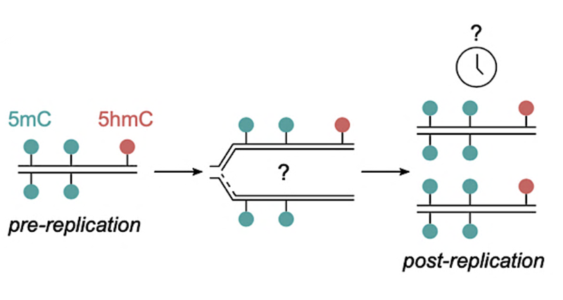 Diagram for pre-replication