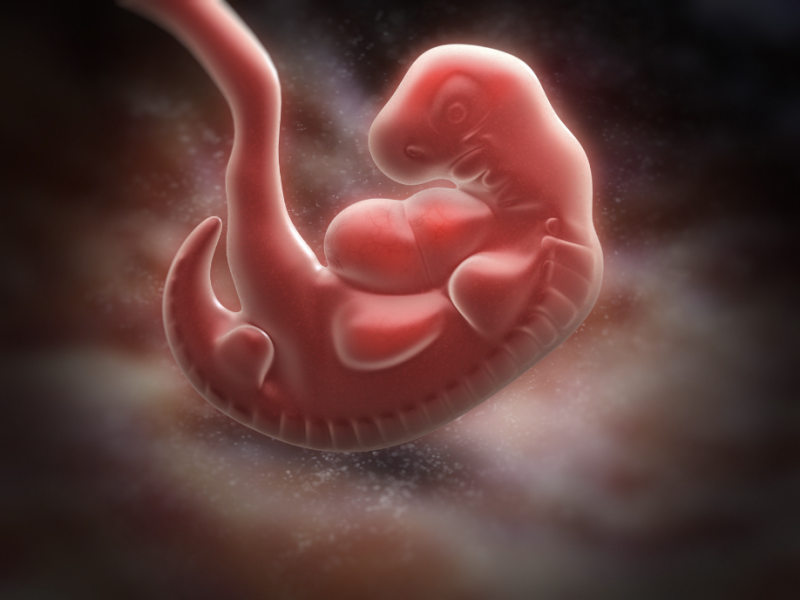 Computer recreation of image of Embryo 