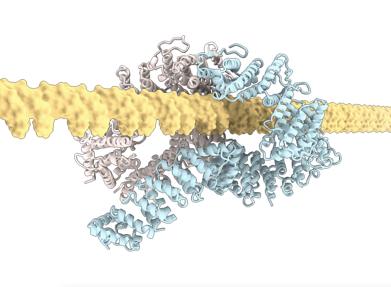 DNA double helix, shown in yellow, embraced by the FANCID2-FANCI protein complex