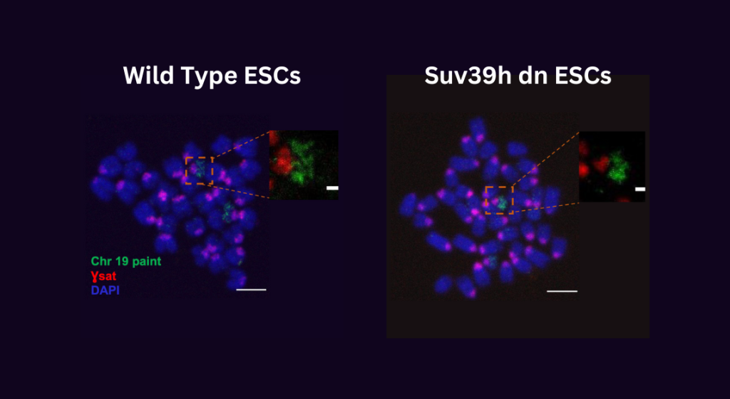 Wild Type ESCs and Suv39h dn ESCs image