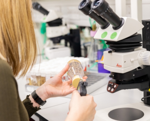 Person using a microscope Person using a microscope