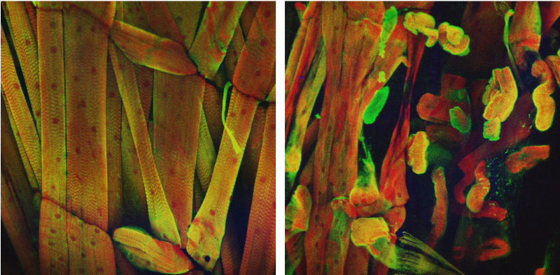 Scientific imagery, zoomed in cells